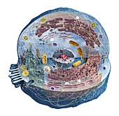 Human cell,cross-section
