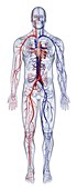 Cardiovascular system of the human body