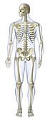 Human skeleton,front view