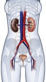 Human urinary anatomy