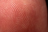 Fingerprint on human finger,close-up