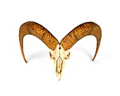 Skull of a Mouflon