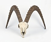 Skull of Siberian ibex
