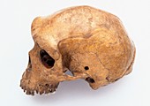 Skulls of Neanderthal,Homo erectus