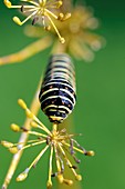 Old World swallowtail caterpillar