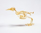 Skeleton of a Starling