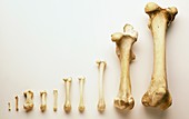 Selection of thigh bones