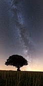 Milky Way over tree