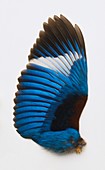 Blue feathers from a Kingfishers wing