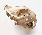 Lion (Panthera leo),skull,close-up