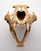 Skull of Lion open jaw