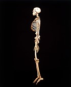 Human skeleton,side view