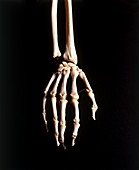Human skeleton,hand and wrist bones