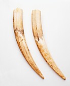 Pair of walrus tusks