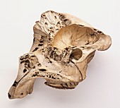 Loxodonta africana african elephant skull