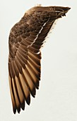 Wing from unidentified Waterfowl