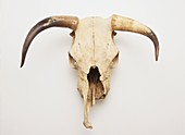 Skull of longhorn