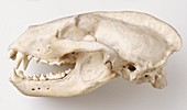 Eurasian Badger,meles meles specimen