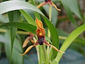 Maxillaria orchid (Camaridium praestans)