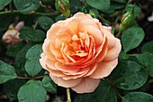 Rose Louise Clements (Rosa 'Clelou')