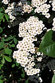 Spiraea nipponica 'Snowmound'