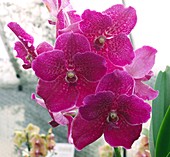 Vanda orchid (Vanda 'Fuchs Fuchsia')