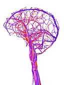 Vascular system of the brain,artwork