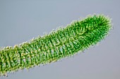 Batrachospermum alga filament,LM