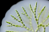 Chaerophora freshwater alga,LM