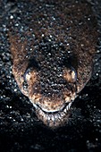 Reptilian snake eel