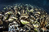 Giant clam farm