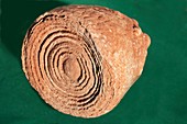 Fossil Stromatolite I