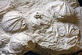 Fossil Scallops,Pecten