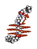Helical self-assembly,molecular model