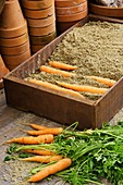 Storing carrots in damp sand