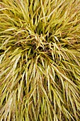 Hakonechloa macra 'Aureola'