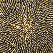 Helianthus sunflower seeds close up