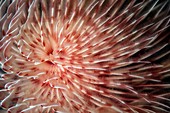 Feather duster worm