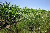 Switchgrass and maize crop study