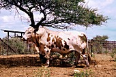 Nguni bull,South Africa