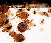 Bed bug adults and nymphs