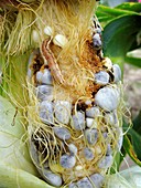 Maize cob infected with corn smut