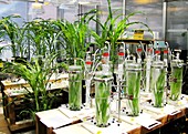 Maize laboratory research