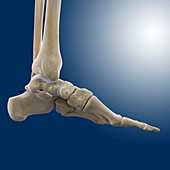 Medial foot and ankle bones,artwork