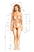 Female external anatomy,anterior view