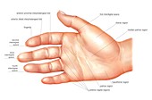 Anatomy regions of the hand