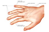 Anatomy regions of the hand,dorsal view