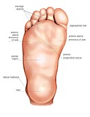 Anatomy regions of the right foot