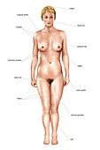 Anatomical differences between sexes