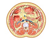 Transverse section at upper body